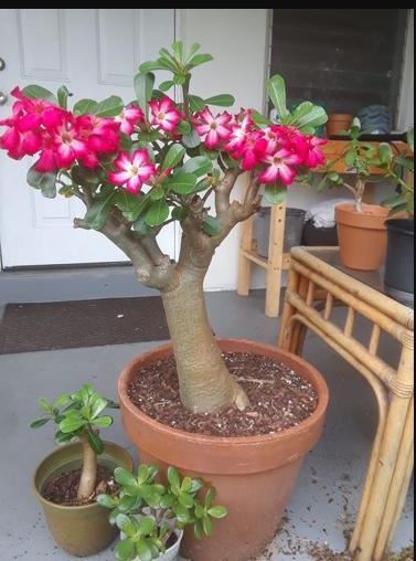 Homemade Fertilizers for a Thriving Desert Rose