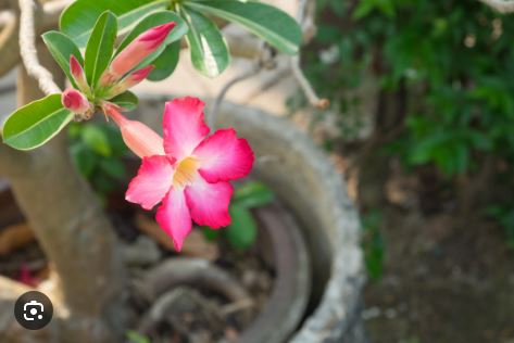 How To Make The Best Fertilizer For An Adenium Plant At Home