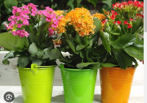 Can you propagate kalanchoe in water