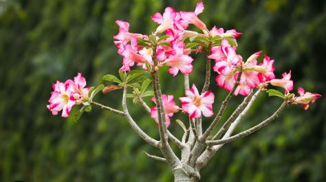 How to Make Desert Rose Grow Faster: A Comprehensive Guide