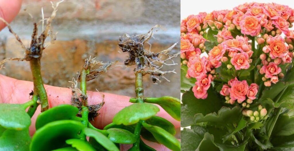 How to Propagate Kalanchoe: Multiply Your Blooms with These Simple Steps