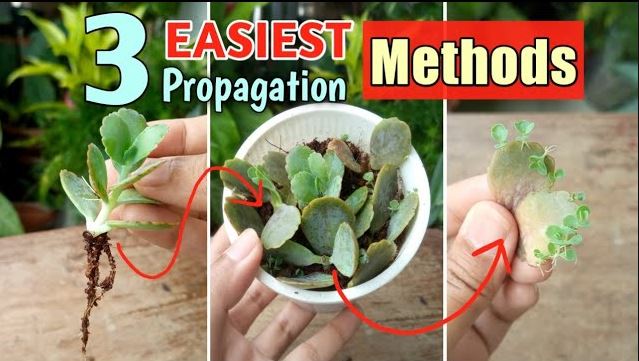 How to Propagate Kalanchoe Successfully?