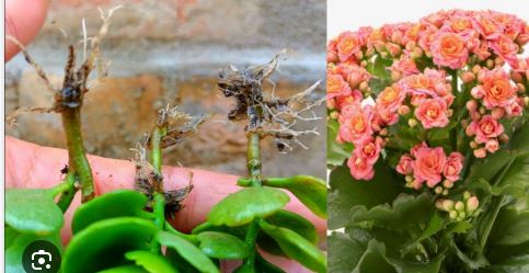 How To Propagate Kalanchoe in Water