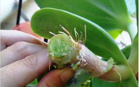 How to propagate kalanchoe from stem cuttings