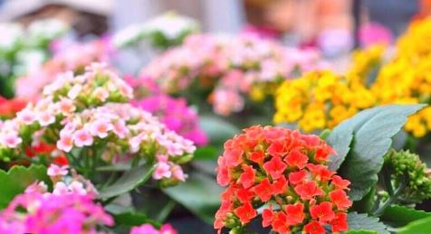 What is the fastest way to propagate kalanchoe