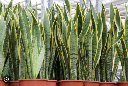 Snake Plant Care Guide