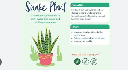 nake Plant Benefits: Why You Should Have This Plant in Your Home